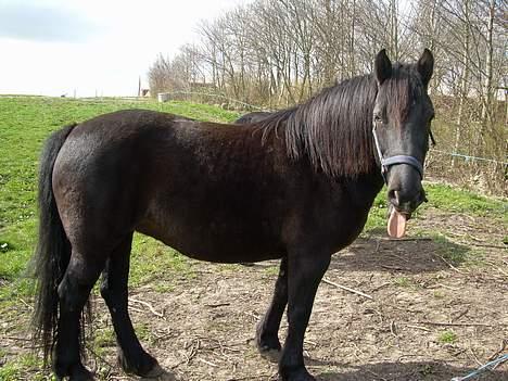 Anden særlig race Sille - BaaaH....! billede 3