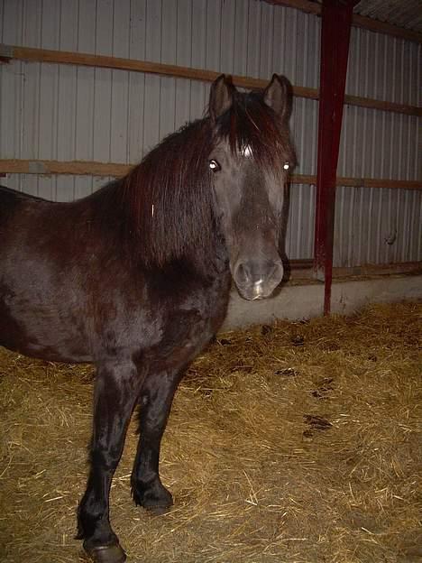 Anden særlig race Sille billede 4