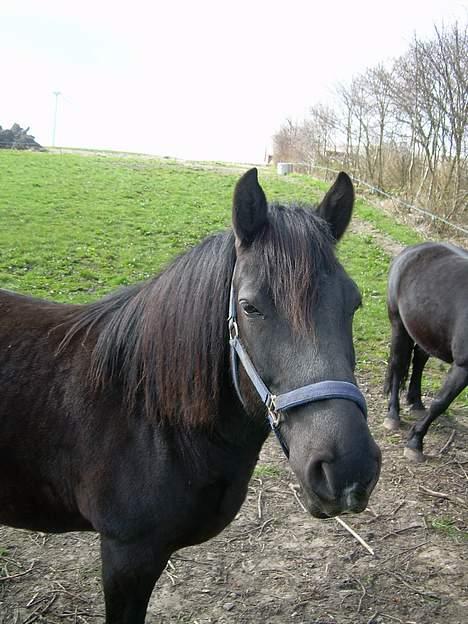 Anden særlig race Sille billede 5