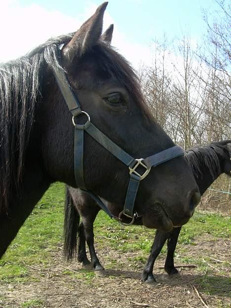 Anden særlig race Sille billede 6