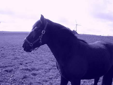 Anden særlig race Sille billede 7