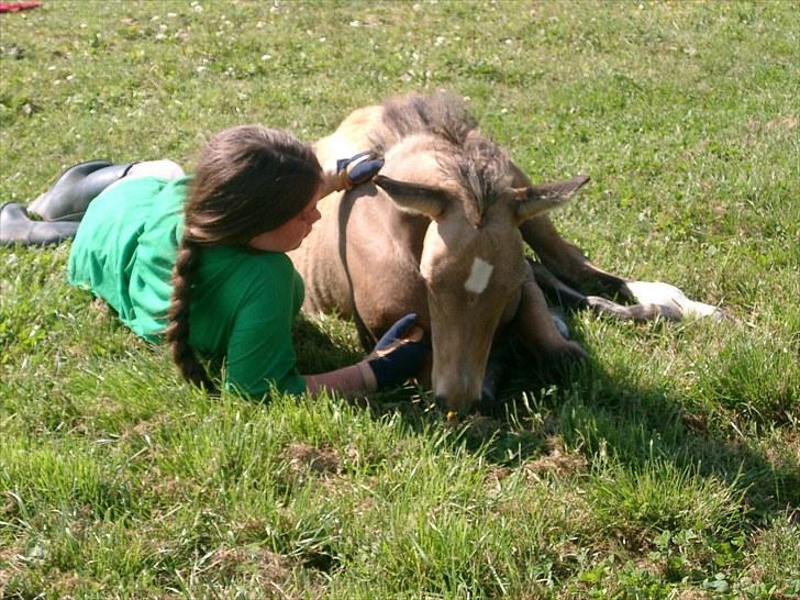 Connemara BREDEMADGÅRDS AICHA billede 19