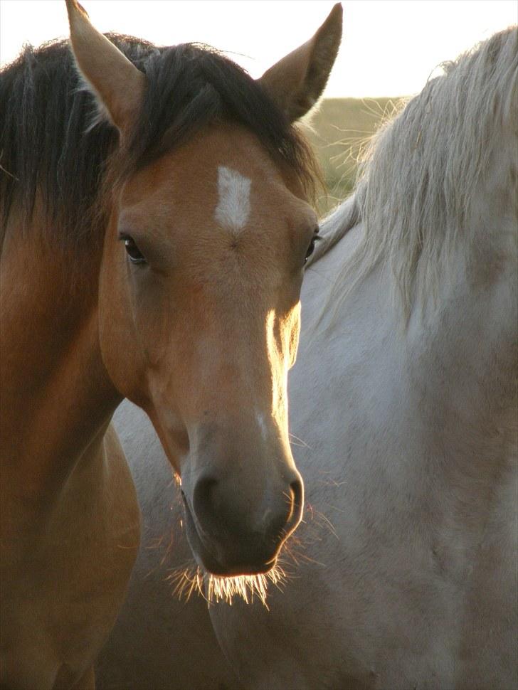 Connemara BREDEMADGÅRDS AICHA billede 20