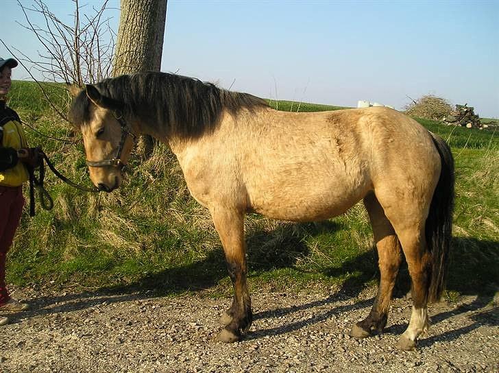 Connemara BREDEMADGÅRDS AICHA billede 21