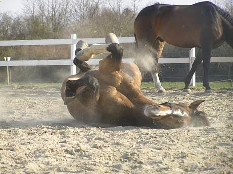 Hollandsk Varmblod Simon <død> Tilgiver aldrig mig selv, for at have  - Wee.. en lille ruller billede 5