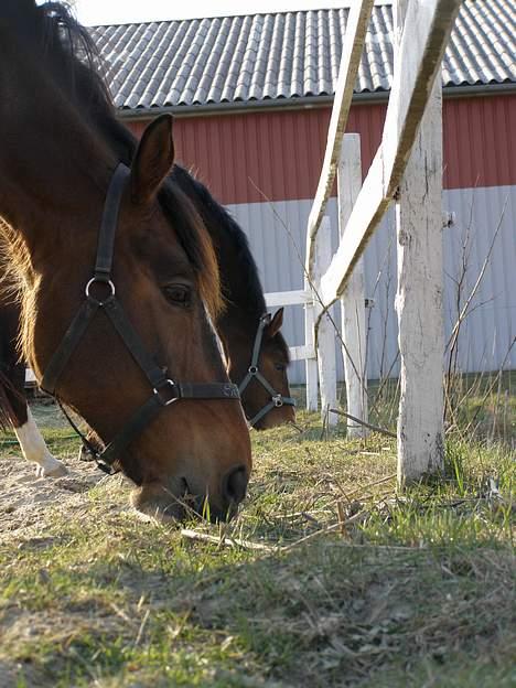 Hollandsk Varmblod Simon <død> Tilgiver aldrig mig selv, for at have  billede 6