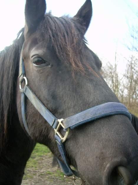 Anden særlig race Sille billede 8