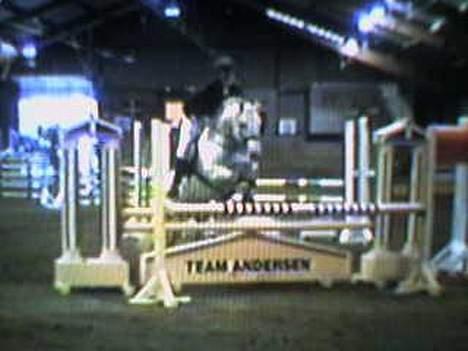 Connemara Skousboe Honey *solgt* - MB billede 13