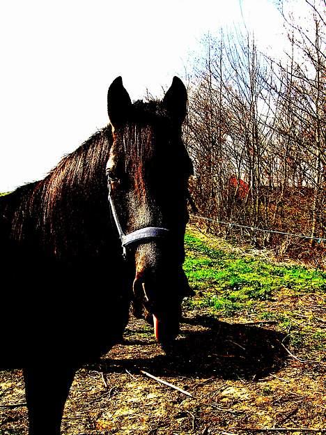 Anden særlig race Sille billede 9