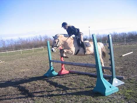 Fjordhest Sleipner  - Sleipner og Sissel (: billede 1