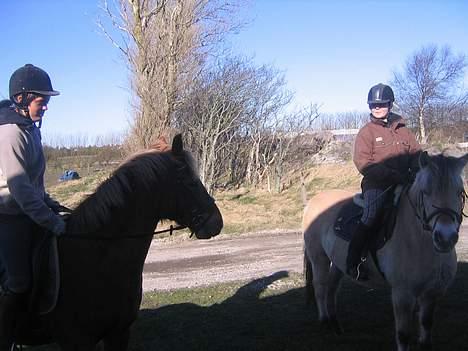Fjordhest Sleipner  - Sleipner og Sissel. Sandra og Moonlight <3 billede 2