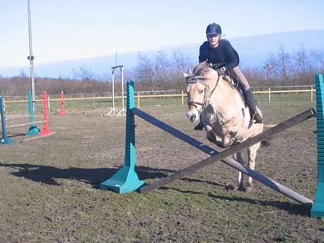 Fjordhest Sleipner  - (: hop hop  billede 3