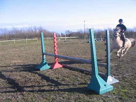 Fjordhest Sleipner  - Vild kan han også være :D  billede 4