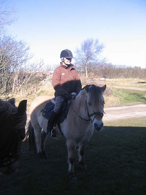 Fjordhest Sleipner  - Sleipner og Sissel <3 billede 5