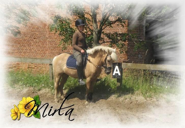 Welsh Mountain (sec A) Mirla - parade ‹3 billede 14