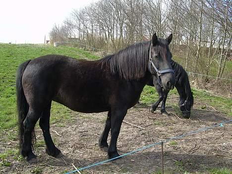 Anden særlig race Sille billede 12