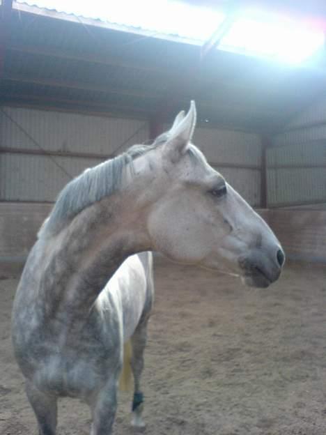 Fuldblod (XX) Polish Princess *Solgt* - et fint hoved billede 11