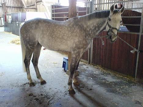 Fuldblod (XX) Polish Princess *Solgt* billede 13