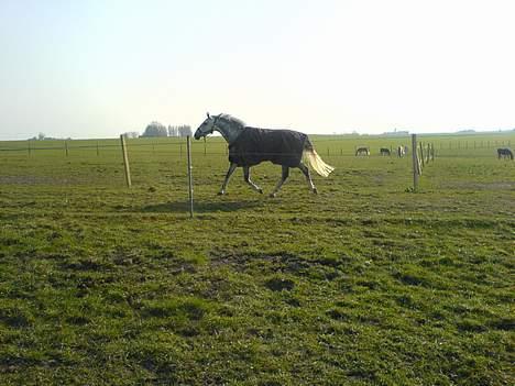 Fuldblod (XX) Polish Princess *Solgt* - og så lige en frisk trav billede 14