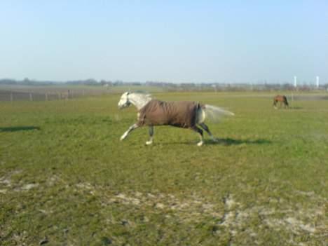 Fuldblod (XX) Polish Princess *Solgt* - fuld galop på marken billede 15