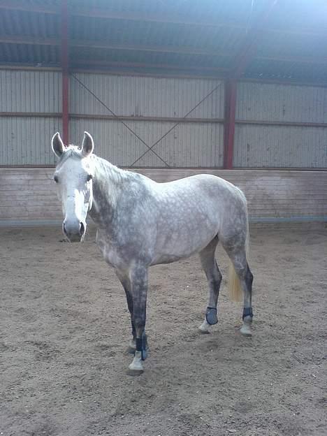 Fuldblod (XX) Polish Princess *Solgt* - en dag løs i hallen billede 16