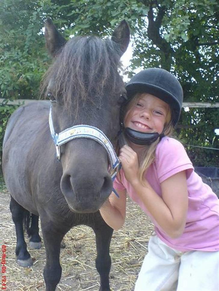 Shetlænder - Nico billede 8