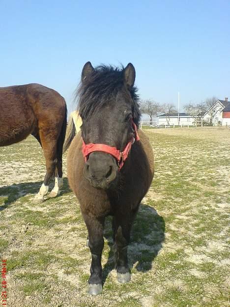 Shetlænder - Nico billede 9