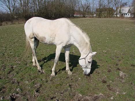 Traver Orlov abita nordhøj - Her har vi så Abita´s far ( konsonant N )  billede 10