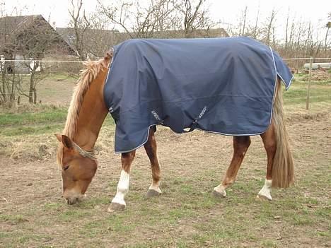 Dansk Varmblod Robbia Vedstedholm billede 14