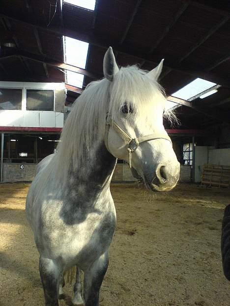 Connemara woodstock billede 3