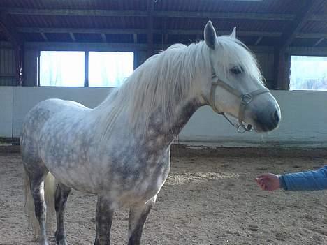 Connemara woodstock billede 6