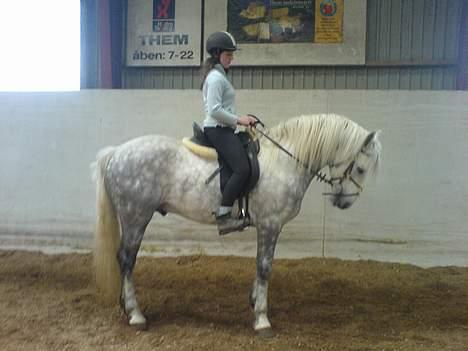 Connemara woodstock billede 7