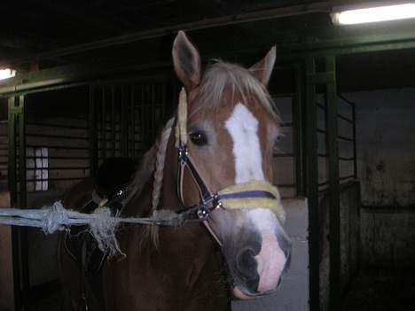 Haflinger Bayla - jeg skal til at ud og ride på hende og jeg har flette hende  billede 2