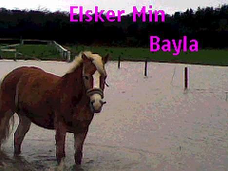 Haflinger Bayla - der var rigtig meget vand på deres fold og bayla elsker at gå ude i det  billede 3