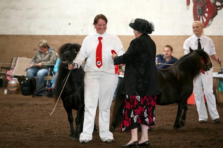 Shetlænder Pamela v.d Englenhof - Kåring 2008 kåret i 1 kl med 43 point 2/10 billede 12