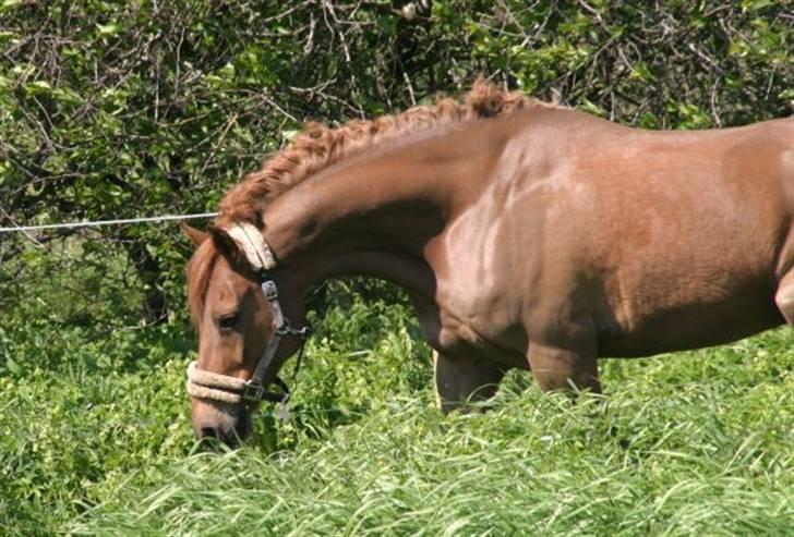 DSP Tovdal´s Balooca  - Balooca hjemme på fold, maj 2008 foto: mig billede 1