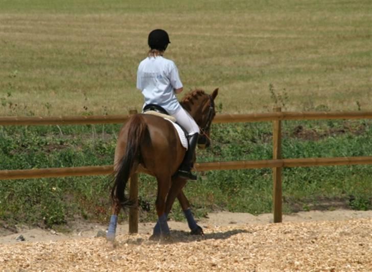 DSP Tovdal´s Balooca  - randrup mølle foto: min far billede 3