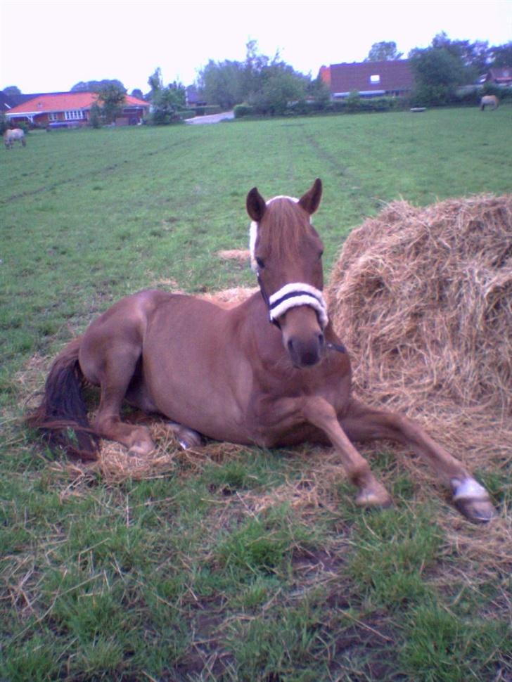 DSP Tovdal´s Balooca  - Balooca på marken ---se hvor sød han er...   foto: mig, på mobil billede 4