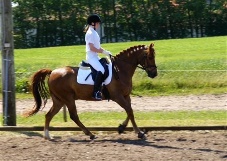 DSP Tovdal´s Balooca  - d. 9 juni stævne i FHR ---LA1 2. plads med 65.5% foto: kurt kyed billede 5