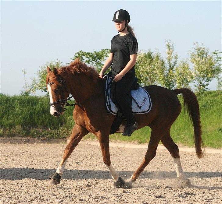 Hollandsk Sportspony Ferrari   - Dressur i sommers.  billede 4