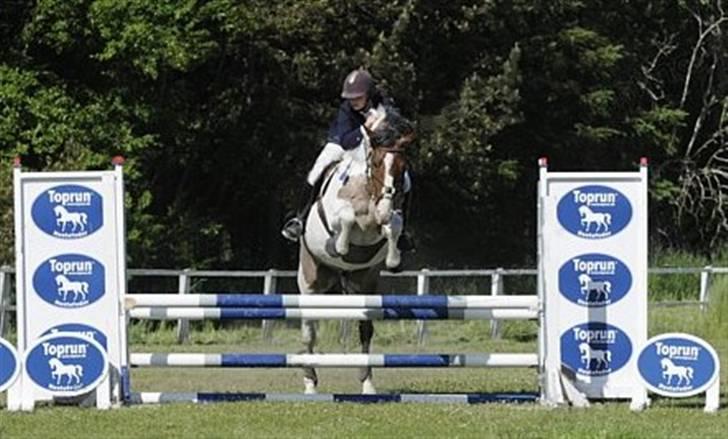 Pinto Scirrocco  - Stævne i HHR, 2. plads, juni 2008 billede 19