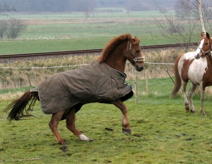 DSP Tovdal´s Balooca  - Balooca på marken her hjemme, han bestemmer selvom han kun er hjemme en gang i mellem. marts 2008   foto: mig billede 9