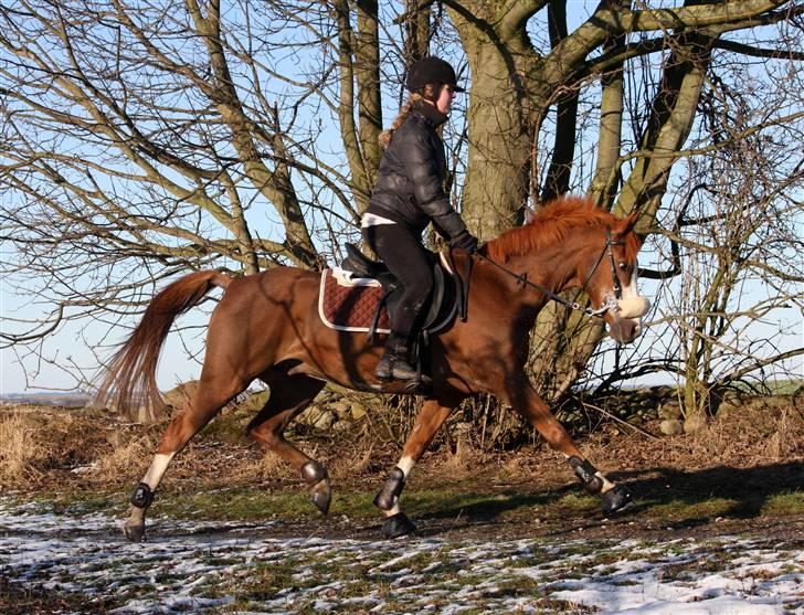 Hollandsk Sportspony Ferrari   - <3 billede 10