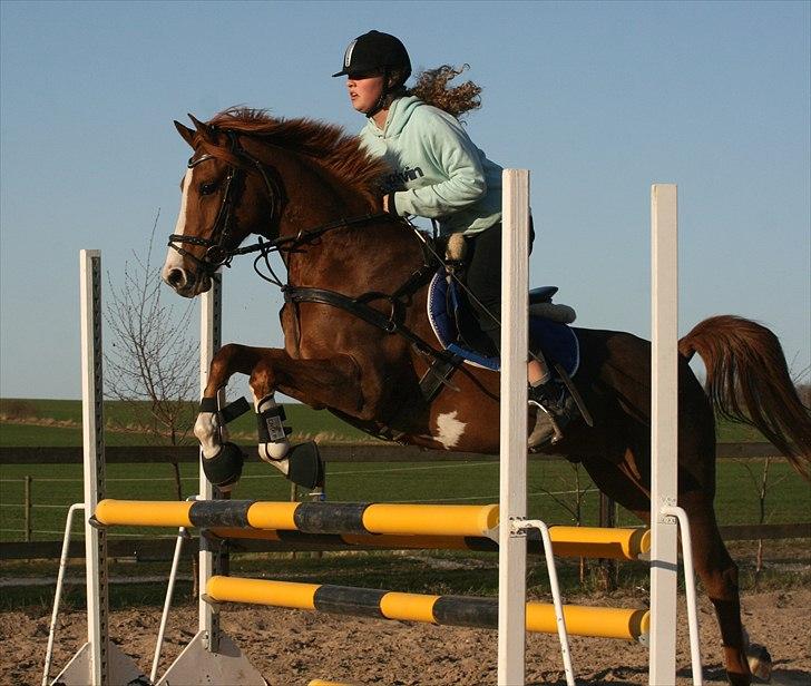 Hollandsk Sportspony Ferrari   - (: billede 11