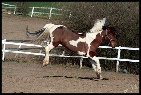 Anden særlig race Mexi <3 Solgt ;( - JEG KAN FLYVE, JEG KAN FLYVE! billede 17
