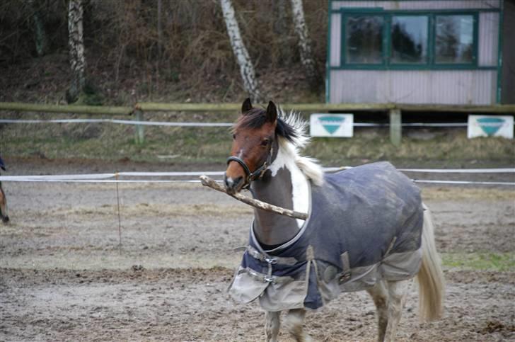 Anden særlig race Mexi <3 Solgt ;( - Mexi leger hund :o) billede 18