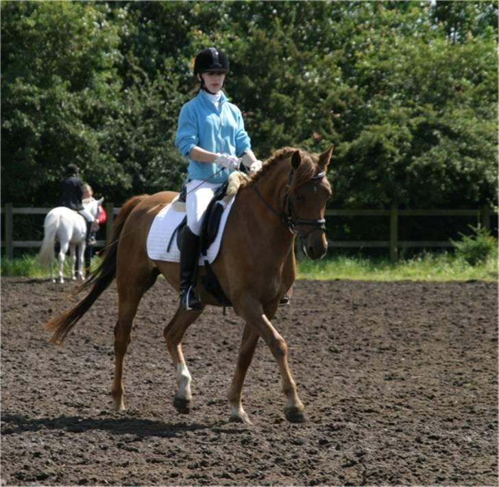 DSP Tovdal´s Balooca  - opvarmning i hammerum..  foto: min far billede 10