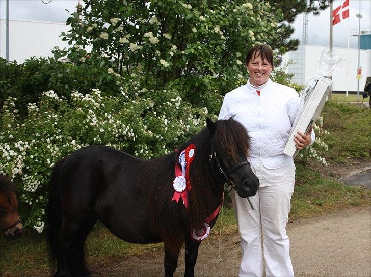 Shetlænder Pamela v.d Englenhof - en glad og stolt ejer billede 13