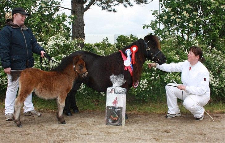 Shetlænder Pamela v.d Englenhof - Varde dyrskue 2011 24 p fløj 1/2 bedste følhoppe på tværs :) Fotograf : Charlotte Malle billede 14