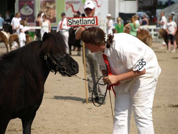Shetlænder Pamela v.d Englenhof - Landsskuet 2009 dygtig pony ;) billede 15
